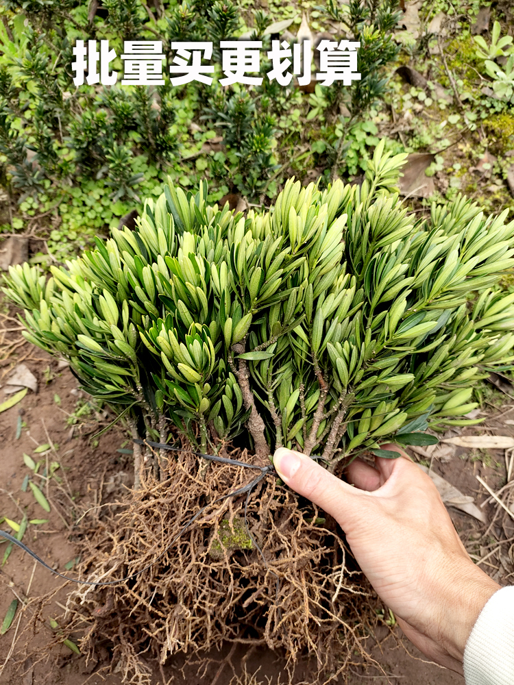 海岛菊花芯罗汉松菊花芯罗汉松树苗造型盆景素材会结果的罗汉松-图1