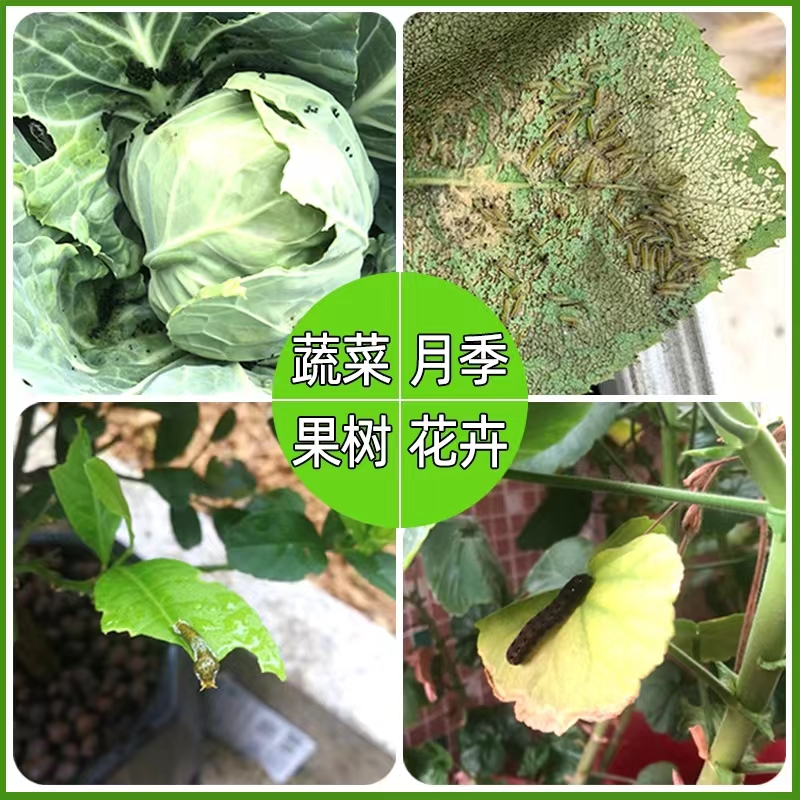 土壤蔬菜杀虫粉药剂非无毒菜园菜地下害虫青虫植物蚜虫蛞蝓专用药-图3