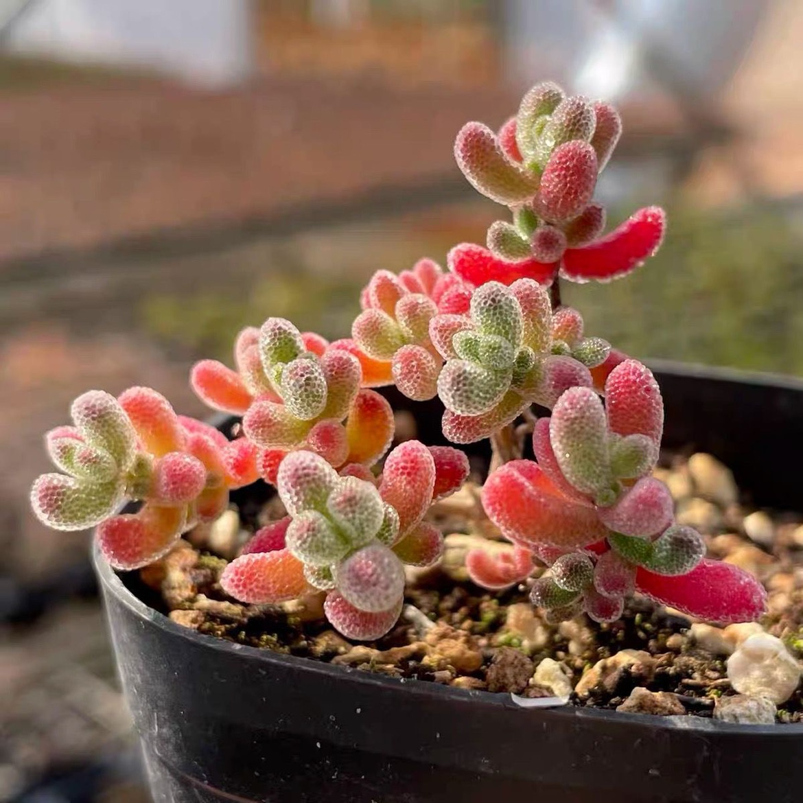 糖球冰晶枝干番杏多肉植物室内稀有花卉小盆栽群生老桩四季好养活 - 图3