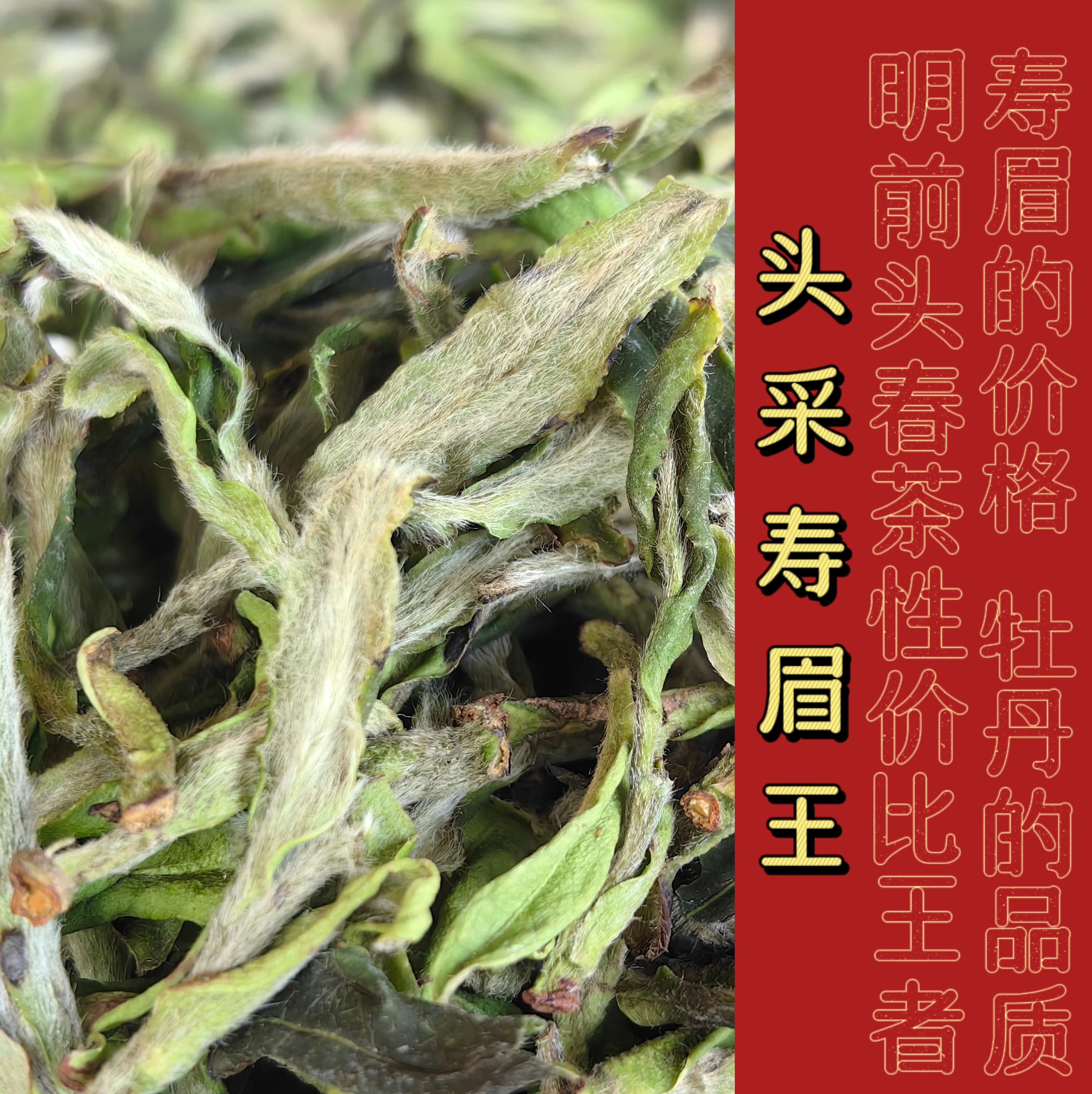 2024头采寿眉王  鱼叶寿眉头春茶三月份【明前茶 存茶装】