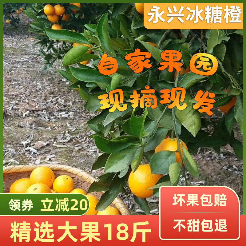 橙子永兴冰糖橙果园现摘现发正宗湖南郴州甜橙新鲜水果18斤装包邮