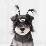 ПЭТ -резиновая полоса Yingxia Sherry Malzus's Hair Craid Head Coant Dog Headgear