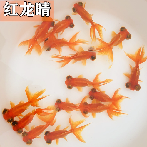 金鱼活体观赏鱼好养易活冷水鱼龙睛金鱼苗草金活体淡水小型鱼包邮