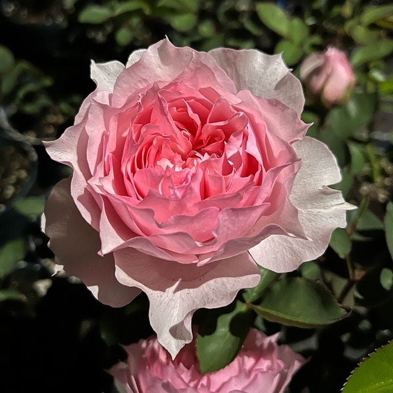 法国超新品莫妮卡戴维玫瑰月季花苗庭院强香勤花四季植物耐寒花苗-图2