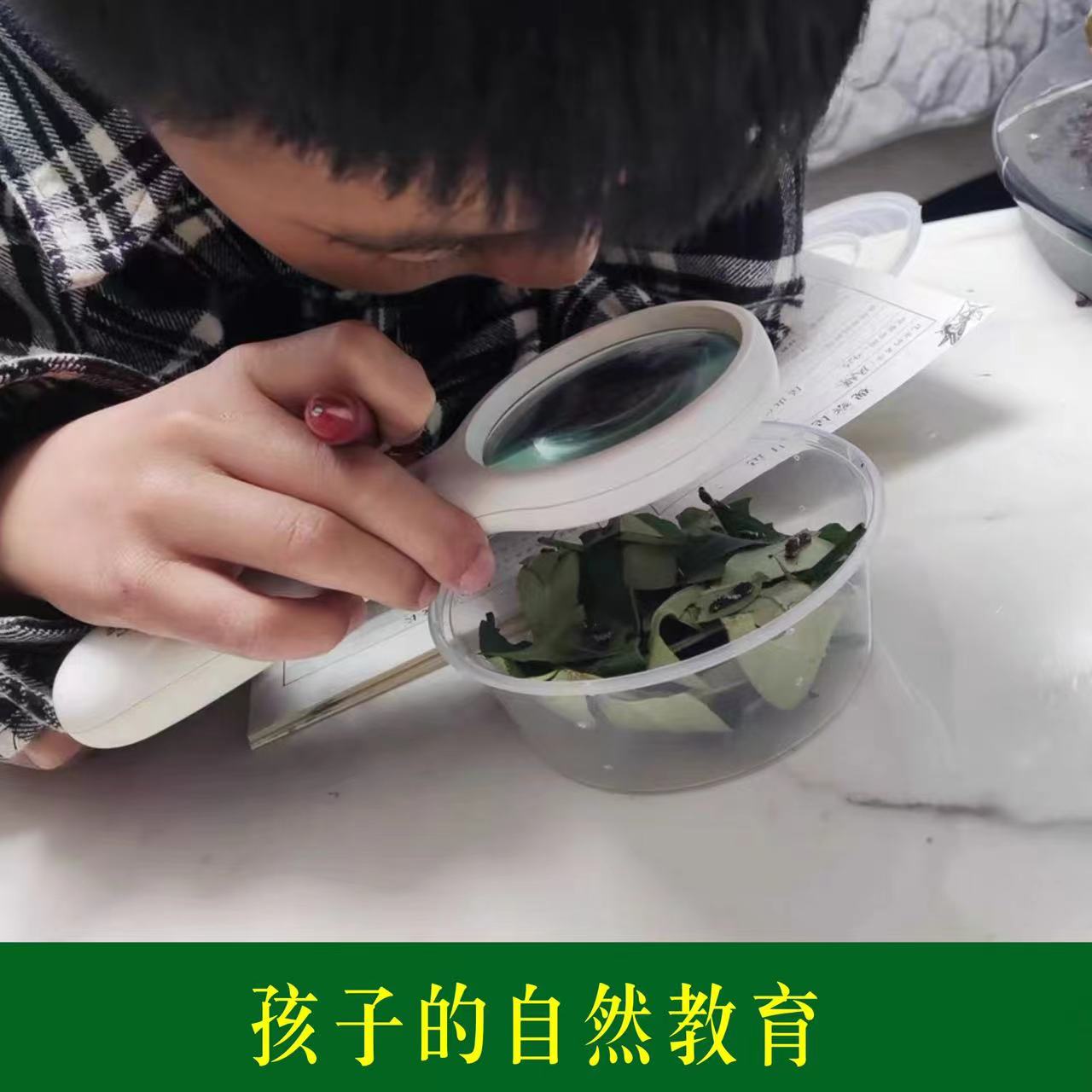 真蝴蝶幼虫活蝴蝶柑橘凤蝶幼虫玉带凤蝶幼虫能够变蝴蝶的幼虫宝宝 - 图1