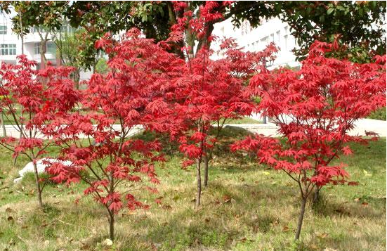 花园红杉树红枫树大植物庭院楼顶阳台盆栽盆景重庆盆景花卉美观-图1