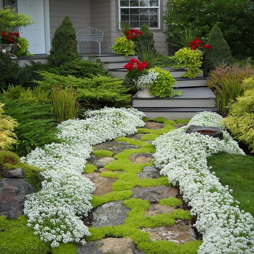 香雪球盆栽耐寒易爆盆庭院阳台芳香花卉多年生垂吊植物花期长 - 图2