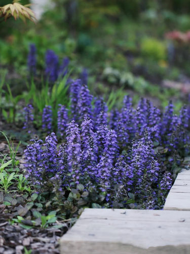 姬十二筋骨草盆栽 日本山野草 耐阴常绿多年生地被植物 耐热耐寒 - 图0