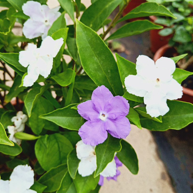 鸳鸯茉莉双色茉莉芳香花卉木本庭院阳台盆栽多年生耐寒耐热好养-图1