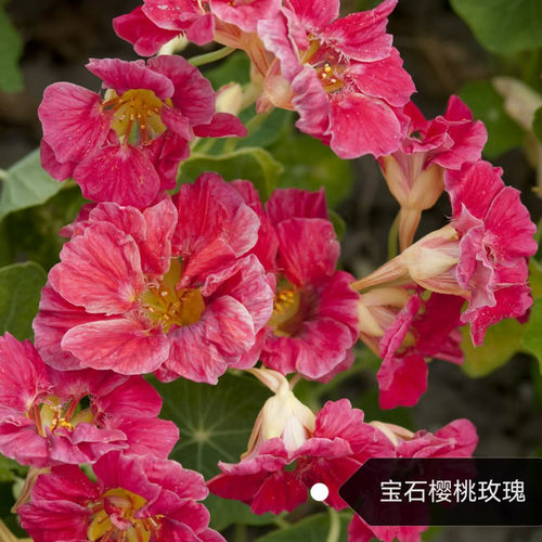 旱金莲盆栽  垂吊爬藤植物 旱荷花 耐寒耐热 好养耐半阴 - 图2