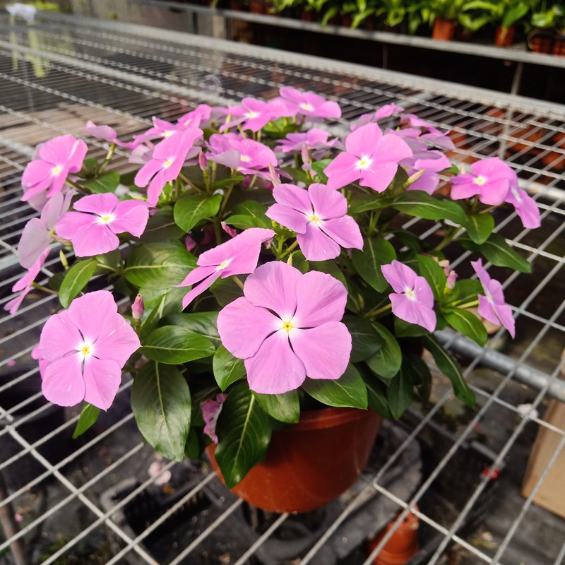 日日春盆栽长春花 花期超长 耐热耐晒植物庭院阳台花卉好养易爆盆 - 图2