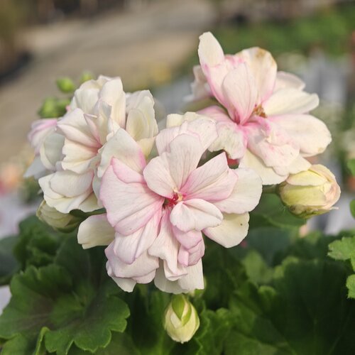 天竺葵盆栽洋绣球花期长绿植花卉天使之眼庭院阳台植物带花发货 - 图3