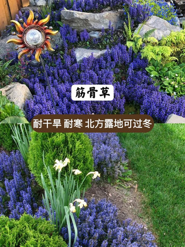 花园常见地被植物耐热耐寒佛甲草筋骨草过路黄芝樱熊猫堇中华景天 - 图1