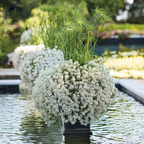 香雪球盆栽耐寒易爆盆庭院阳台芳香花卉多年生垂吊植物花期长 - 图0