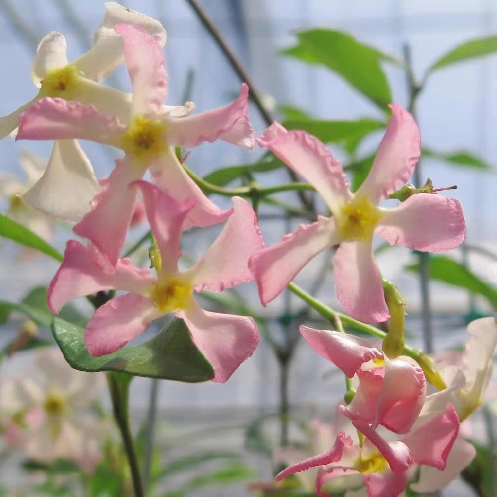 粉色风车茉莉黄色风车茉莉成品大苗庭院阳台爬藤花卉芳香耐热耐寒 - 图0