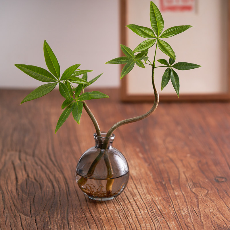 水培造型发财树盆栽植物办公室内茶桌面好养四季招财奇趣绿植摆件,淘宝优惠券,粉丝福利购,淘宝优惠卷