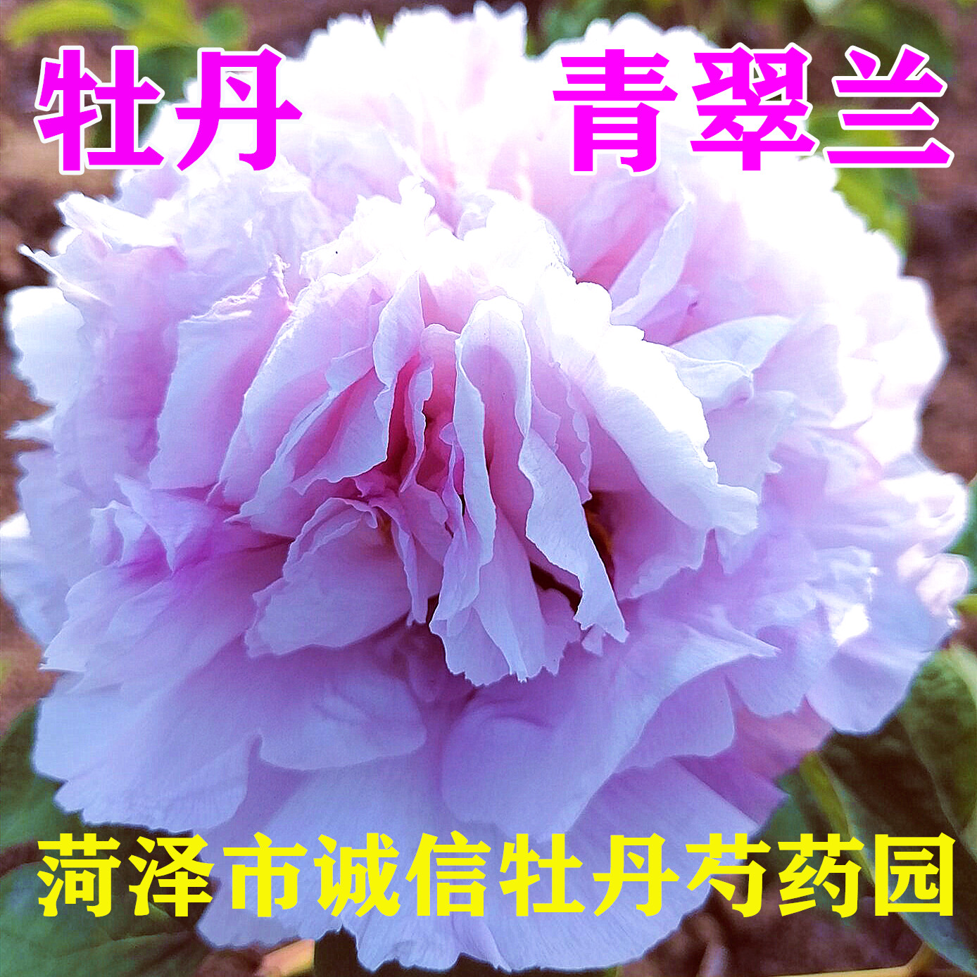 菏泽市诚信牡丹芍药园牡丹大王花苗【青翠兰】秋天发货 - 图2