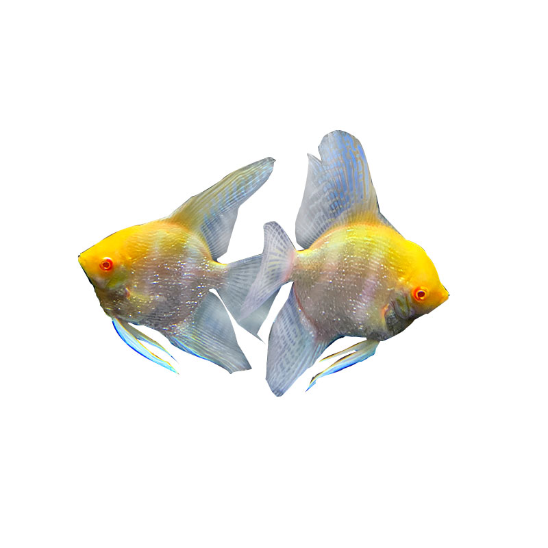 神仙鱼燕鱼红头仙埃及神仙鱼赤瞳红眼热带鱼小型鱼-图3