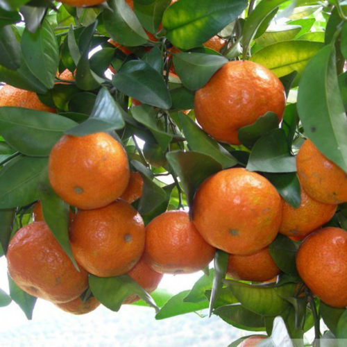 盆栽地栽 桔子苗 橘子苗晚熟 正宗 无核 沙糖桔苗 多年生苗 - 图0