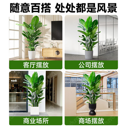 天堂鸟绿植盆栽客厅高级感大型旺宅大叶真植物四季花卉落地盆景 - 图2