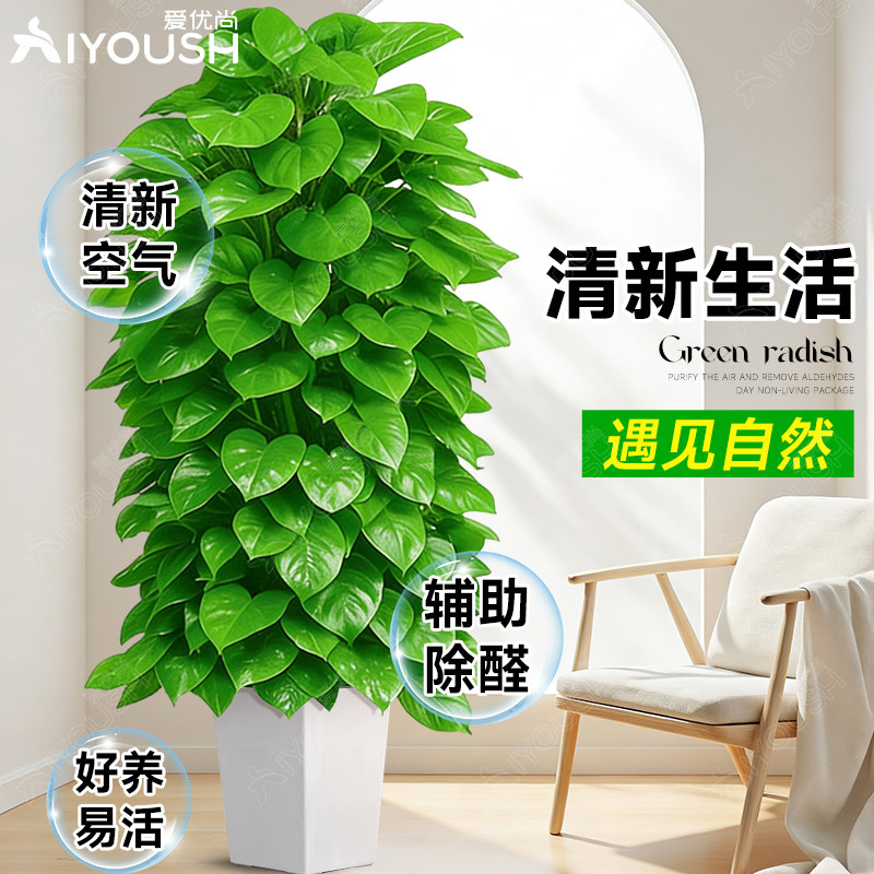 大叶绿萝柱大号客厅盆景栽客厅绿植大型办公室居家净化空气除甲醛,淘宝优惠券,粉丝福利购,淘宝优惠卷