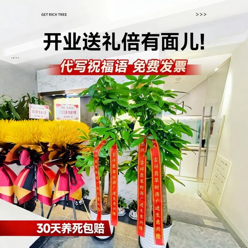 发财树大棵盆栽室内旺宅客厅大型绿植物乔迁公司开业送礼办公室 - 图1