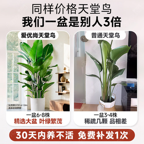 天堂鸟绿植盆栽客厅高级感大型旺宅大叶真植物四季花卉落地盆景 - 图1