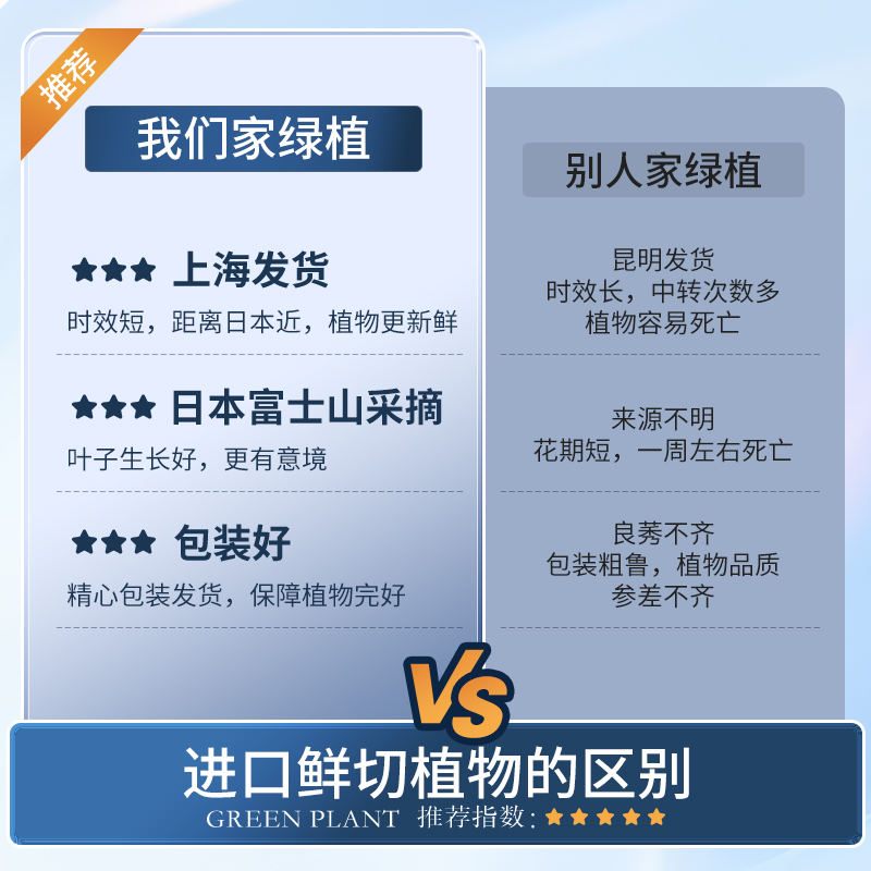 吊钟水培植物日本进口绿植马醉木鲜切枝室内好养客厅水养花卉盆栽-图0