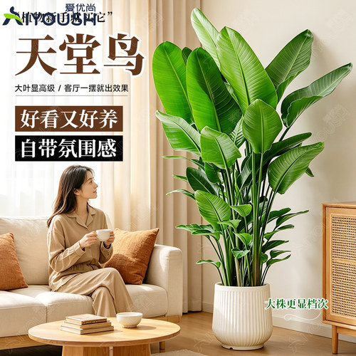 天堂鸟客厅绿植盆栽高级感大型旺宅大叶真植物四季花卉落地盆景 - 图0