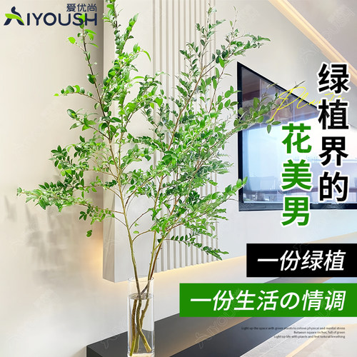 美男树水培绿植客厅植物桌面茶几吊钟室内马醉木平替鲜切枝条水养 - 图2