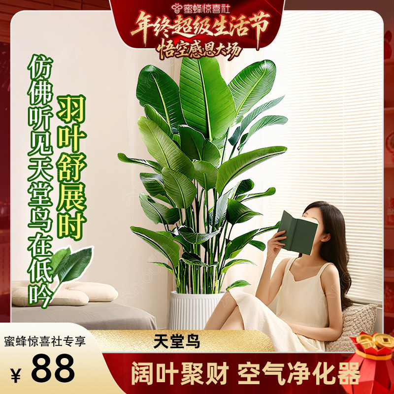 年终超级生活节发财树天堂鸟客厅大盆栽旺宅室内植物好养大型落地,淘宝优惠券,粉丝福利购,淘宝优惠卷