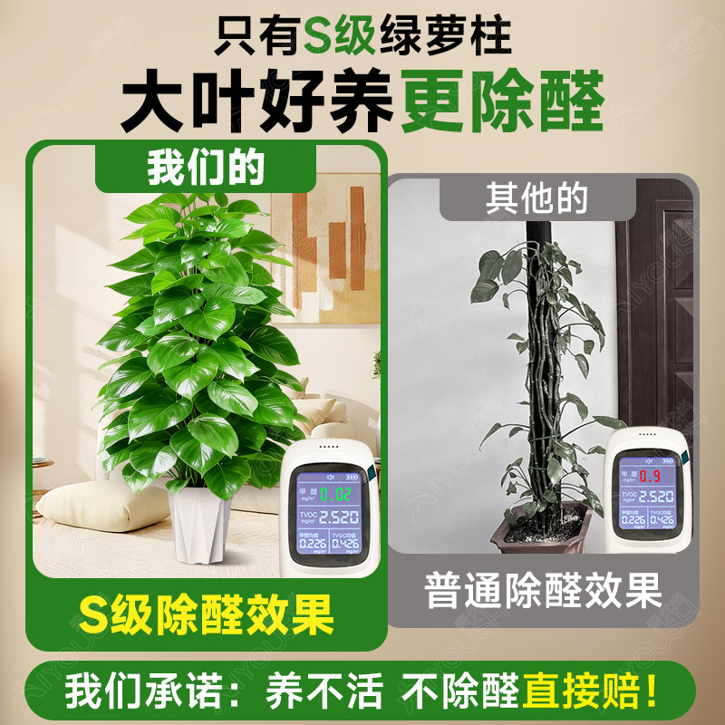 大叶绿萝柱大号客厅盆景大型办公室居家净化空气除甲醛好养活植物,淘宝优惠券,粉丝福利购,淘宝优惠卷