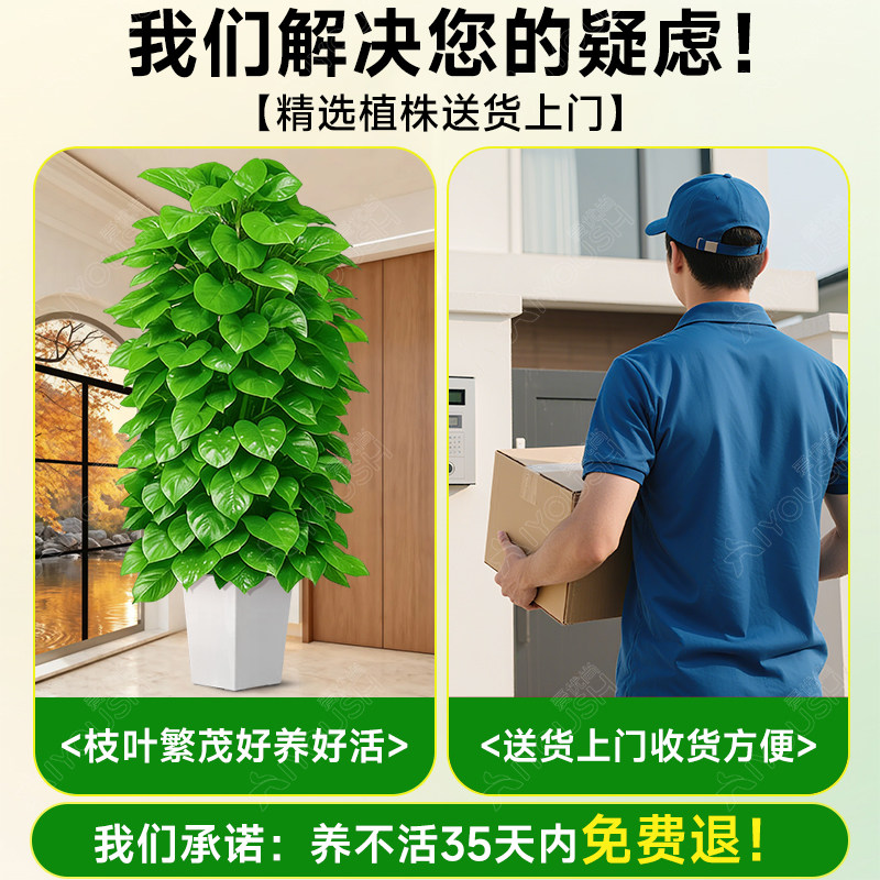 大叶绿萝柱大号客厅盆景栽客厅绿植大型办公室居家净化空气除甲醛,淘宝优惠券,粉丝福利购,淘宝优惠卷