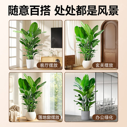 天堂鸟客厅绿植盆栽高级感大型旺宅大叶真植物四季花卉落地盆景 - 图2