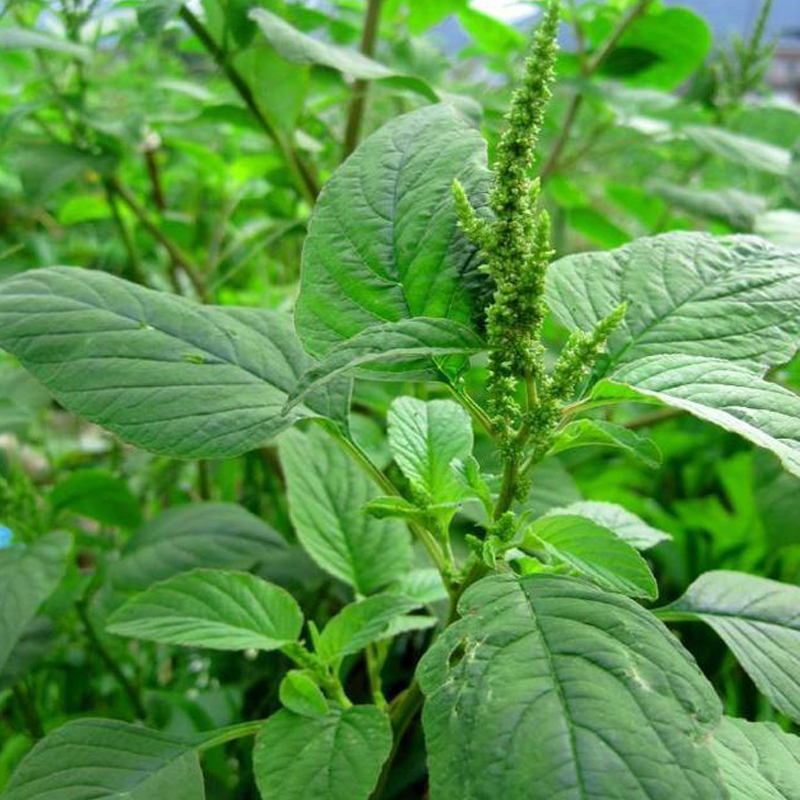 野苋菜野生苋菜种子 野菜种子庭院阳台盆栽茴香紫苏刺苋菜籽种籽 - 图1