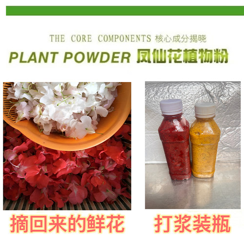 白色凤仙花花瓣新鲜治疗红灰指甲草染人指甲小桃红女儿花泡脚泡酒 - 图0