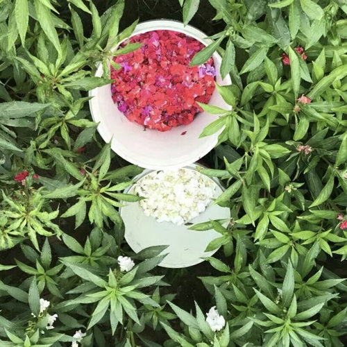 指甲花粉染头发染指甲红色白色凤仙花干花瓣花粉纯植物染发无添加 - 图0