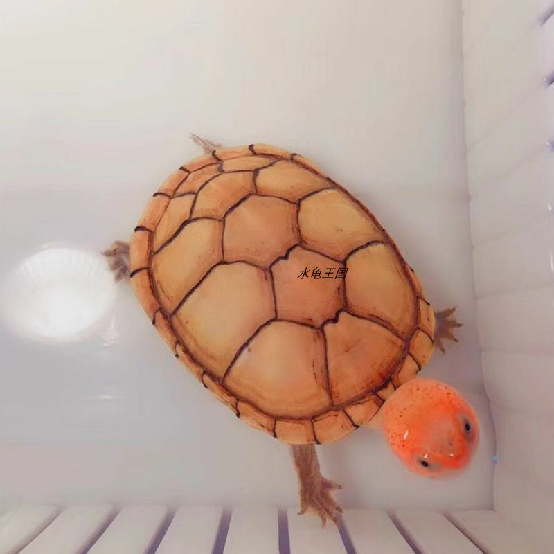 水龟王国红面蛋龟苗红脸蛋龟观赏龟深水乌龟泥龟水龟乌龟活物 - 图2