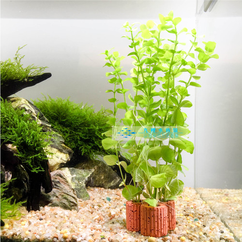 定植小水草懒人金鱼草热带鱼缸造景装饰花草新手入门水景套餐绿菊 - 图1