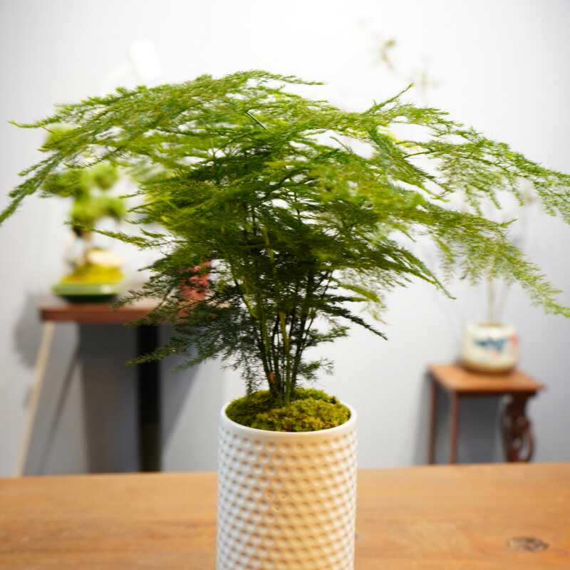 文竹盆栽植物室内花卉办公室桌面绿植室内盆栽好养小盆景净化空气