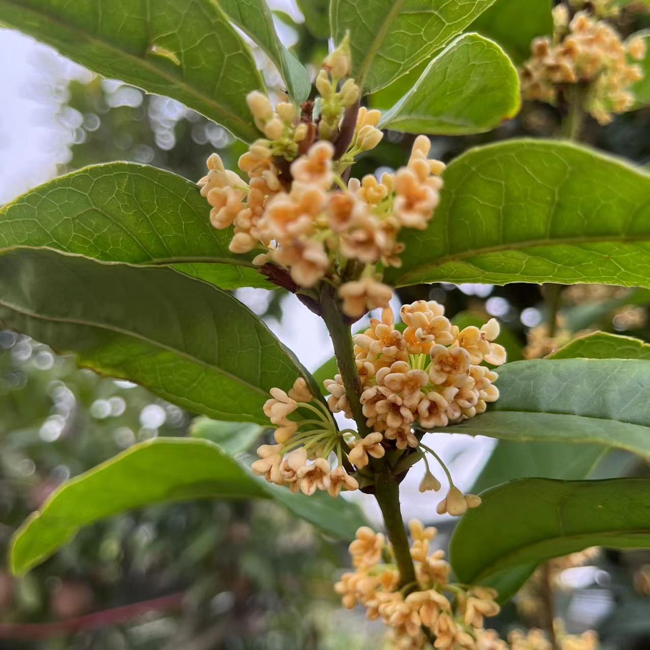 正宗天香台阁桂花苗黄金桂花香味浓花期长南方阳台庭院盆栽树苗 - 图0