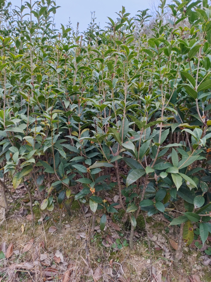 红花天香台阁四季桂花树苗新品桂花盆栽地栽丹桂庭院盆栽花卉绿植 - 图3