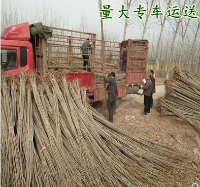 小杨树苗3804速生白杨苗107速生无絮杨树苗 河提植树造林占地树苗 - 图1