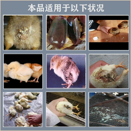 Куриная булочка курица байджи куриная курица куриная сальмонелла кокк курицы курица тяговая куриная пургически анальная курица с курицей вздутие живота вздутие живота вздутие живота