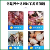 Особые эффективные яйца Шунан куриные падения и упаковывать анти -продуцирующие анальные курицы.