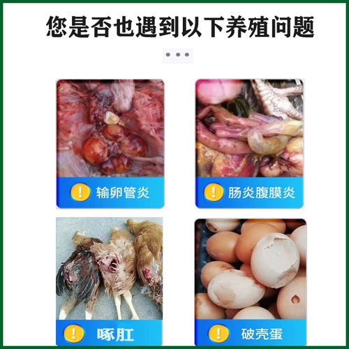 Особые эффективные яйца Шунан куриные падения и упаковывать анти -продуцирующие анальные курицы.