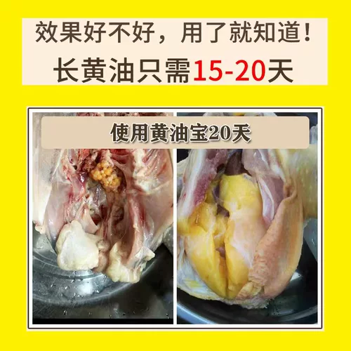 Зверя куриный фазан -куриный масла сокровище способствует слое куриного жира быстро длинное масло желтое скинное желтое яиц -желточные перья свет