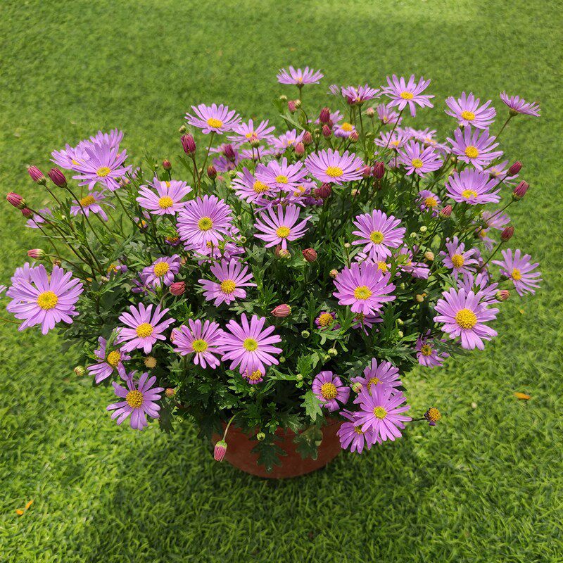 多年生姬小菊花种子苗四季种开花阳台庭院盆栽花坛花镜耐寒花卉籽