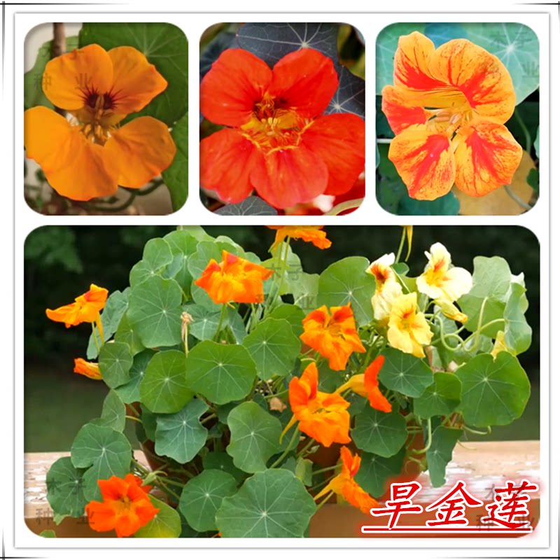 旱金莲种子旱荷花种垂吊爬藤花卉种籽室内阳台盆栽春夏秋播种易活
