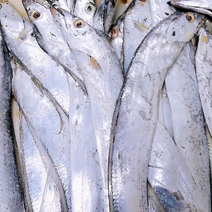 鲜大带鱼 南通洋口港海鲜 一斤2-3条 如东海鲜 小眼睛 油带鱼